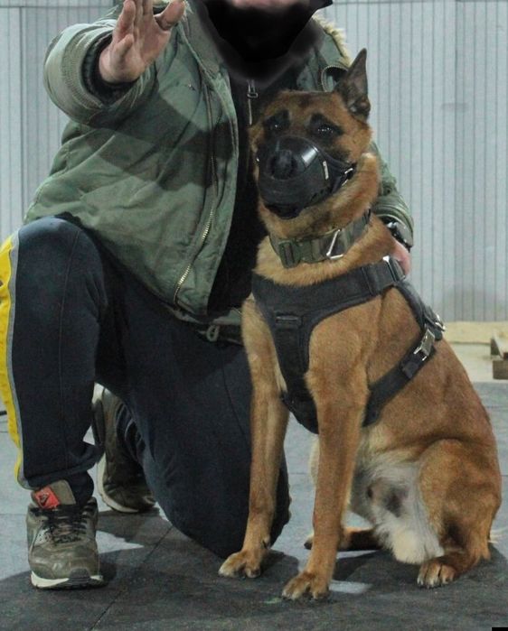 Цуценята бельгійської вівчарки(малінуа)