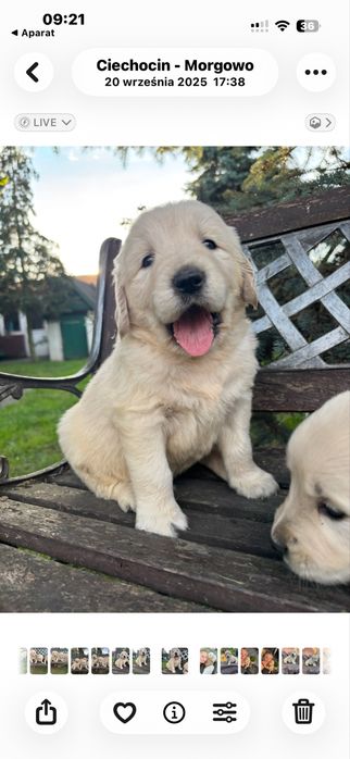 Golden retriever