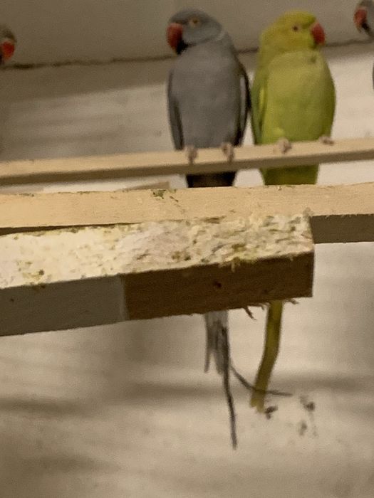 Casal de ring necks