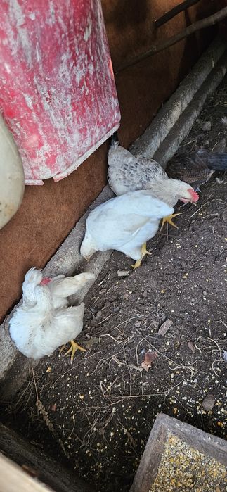 Garnizos rabo de leque várias cores e idades