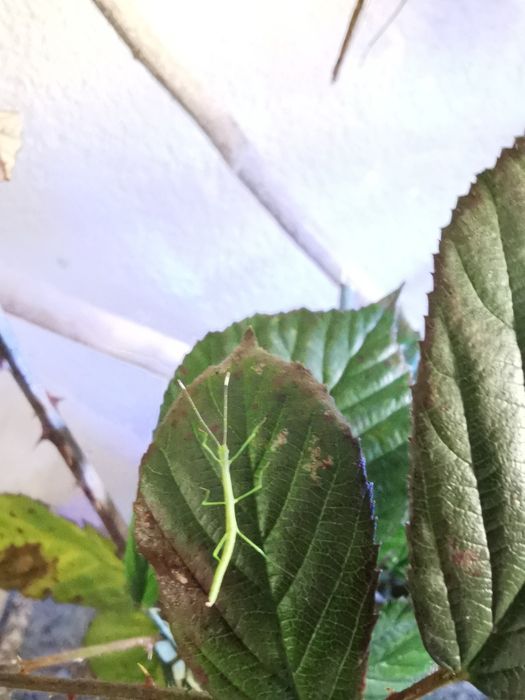 Patyczaki Lonchodiodes sp. Ilocos