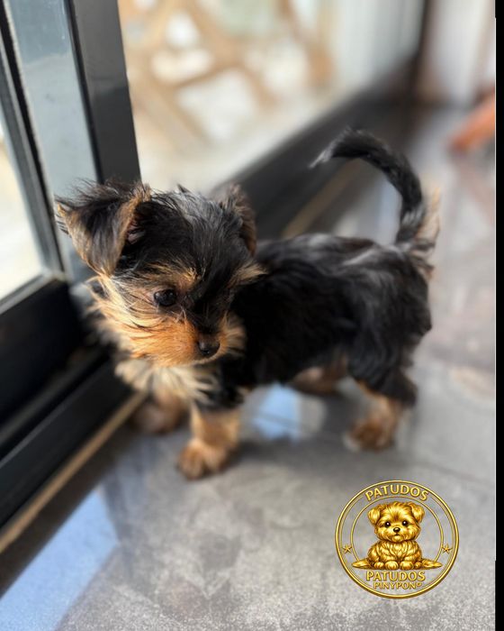 Yorkshire Terrier mini