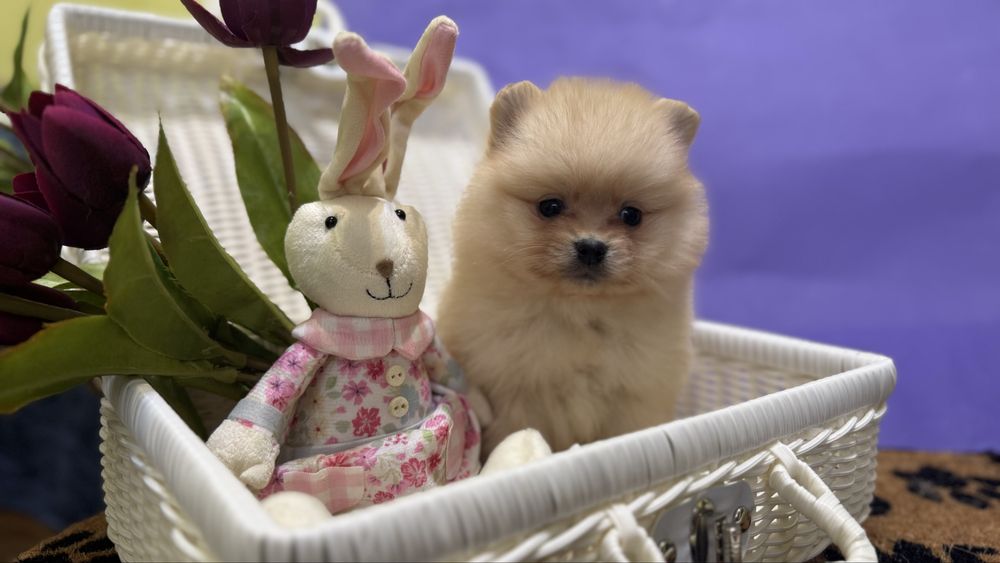 Дівчинка кроха шпиць