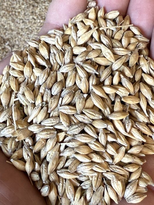 Ячмінь            ярий.