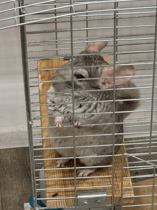 Шиншилла 1 рік, продам