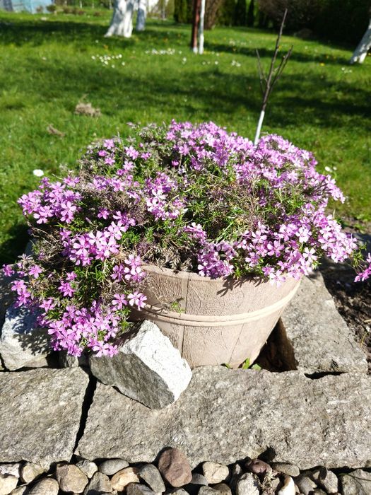 Działka ROD Bolesławiec