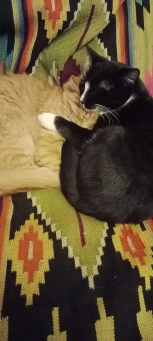 Oddam kota6 miesięcy i