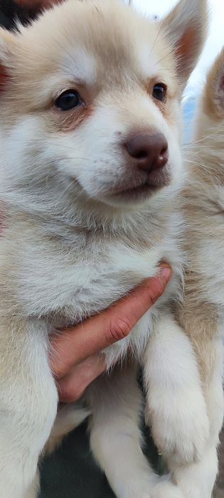 Цікава! Харизматична