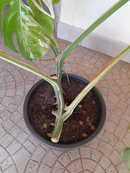 Monstera Variegata Albo