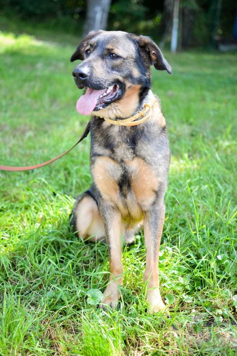 Młody zjawiskowy Simba szuka domu