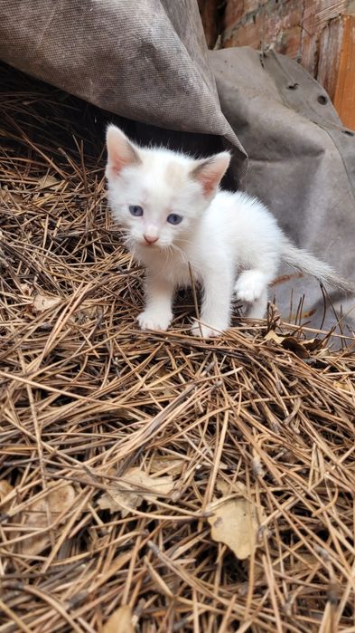 Gatos bebes para dar