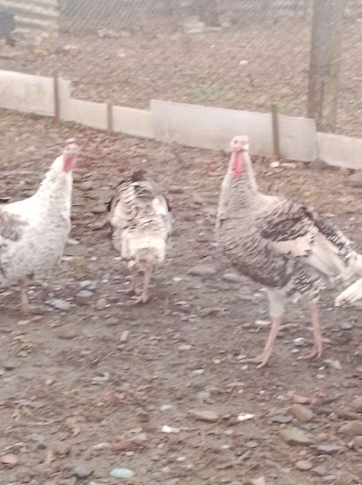 Продам молодняк індиків та пітухів.