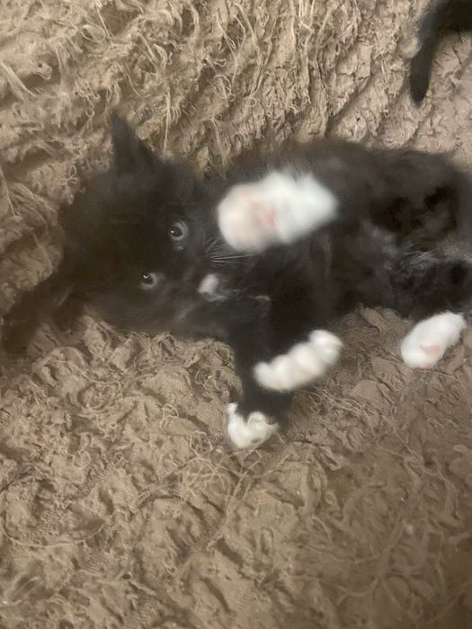 Кошенята  метиси Мей - кун