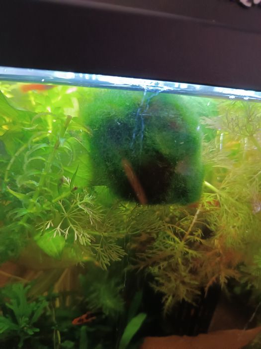 Kulka mchu do akwarium śr 6cm: dostępne 3szt