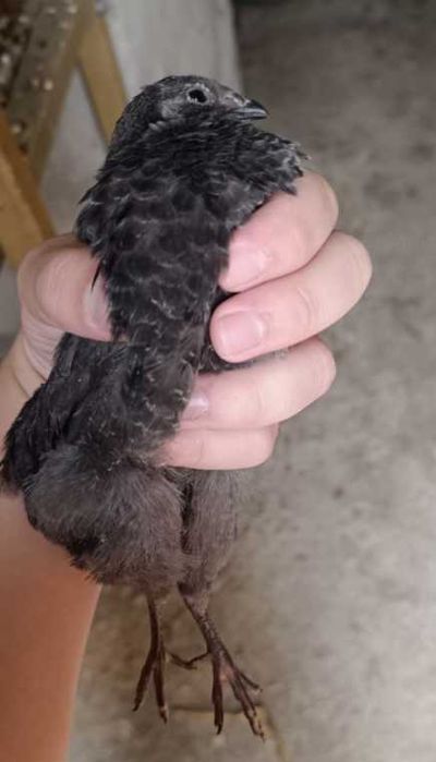 Ovos Galados e Codornizes de Várias Cores, Celadon