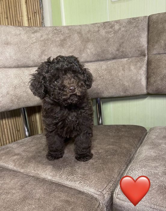 Малявка Той Пудель шоколад