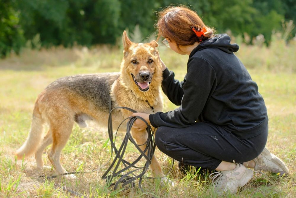 Imbir, kochany mądry pies do adopcji