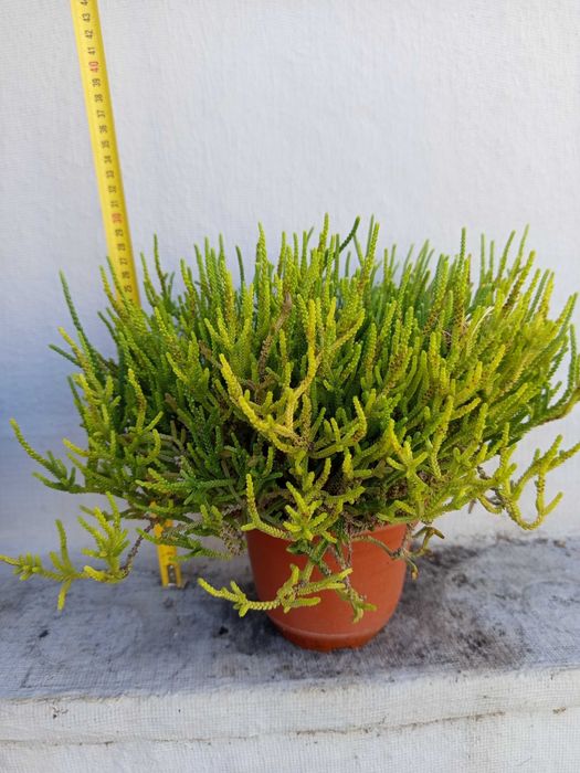 Plantas variadas