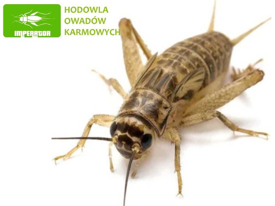 Świerszcze domowe duże ( 1,5 - 2 cm ) - 100szt + legalna wysyłka