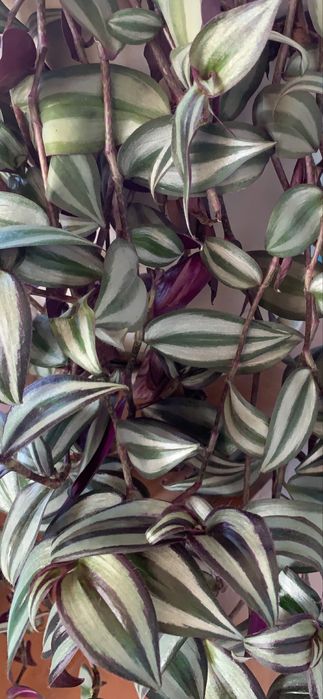 Традесканція Зебріна