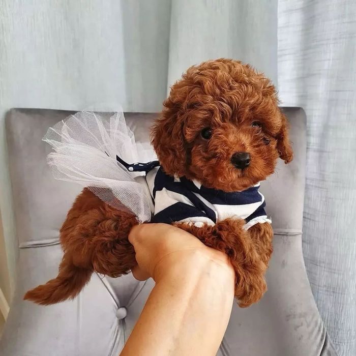 Супер Мальтипу Міні