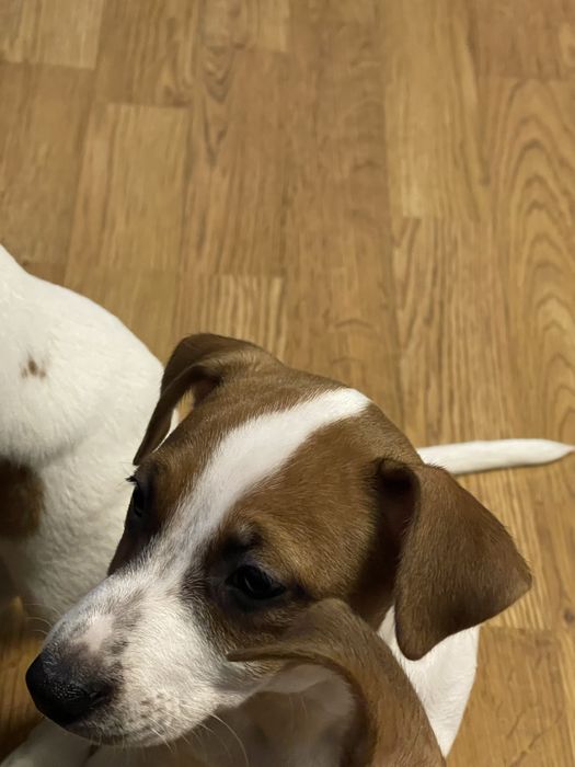 Джек Рассел Терʼєр дівчата