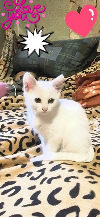 Котик в турботливі руки.