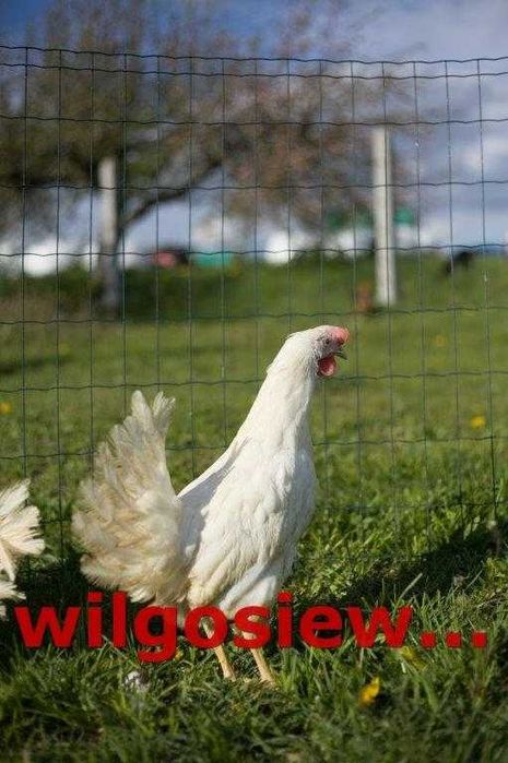 Kury nioski tetra tintet z jajkiem