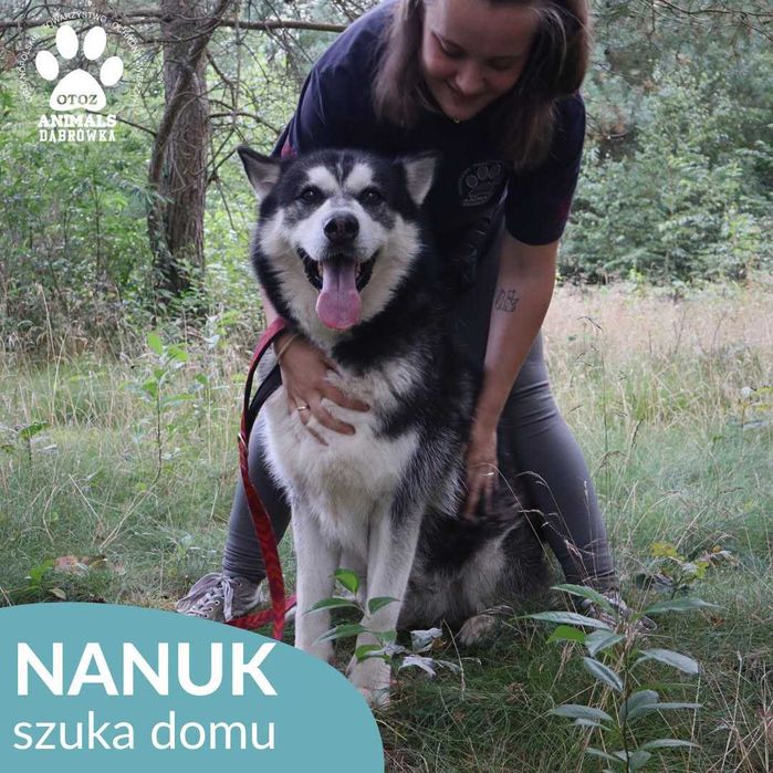 Nanuk szuka domu!