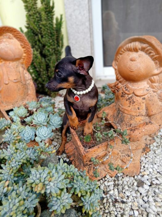 Pinscher Miniatura