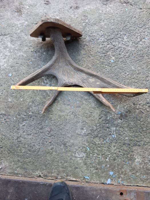 Роги лося оригінальні