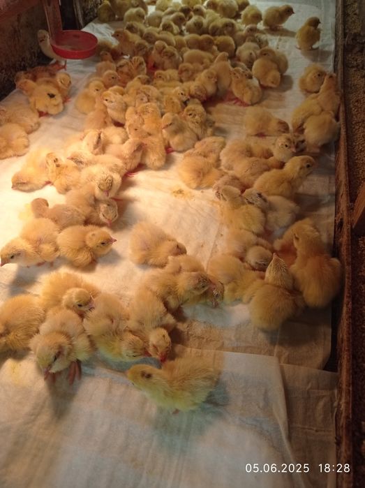 Продам перепелів