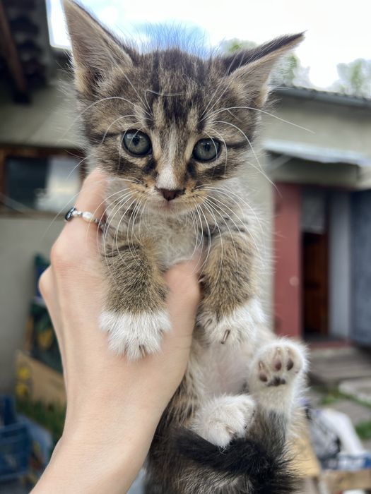 Віддамо кошенят в добрі руки