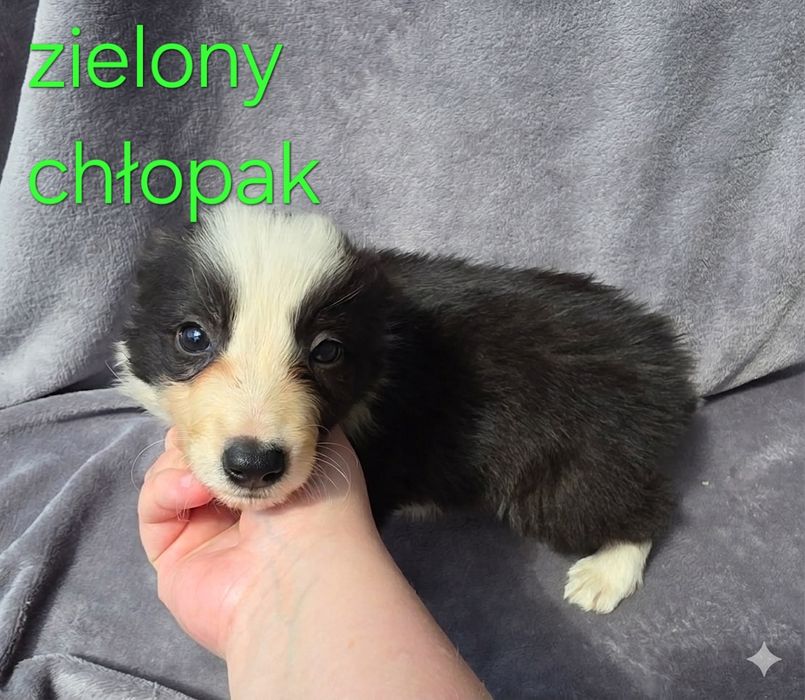 Piesek border collie biało-czarny/ blue merle z rodowodem