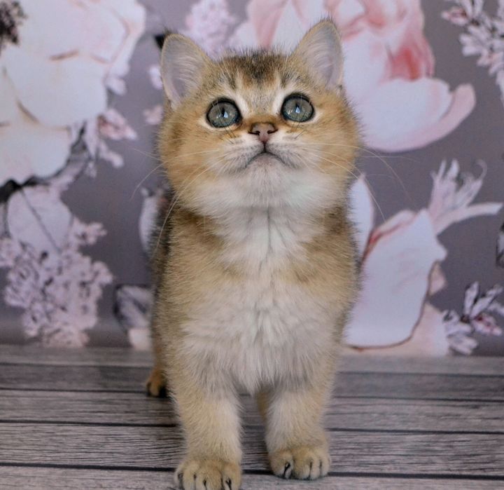 Класнi  золоти шиншили