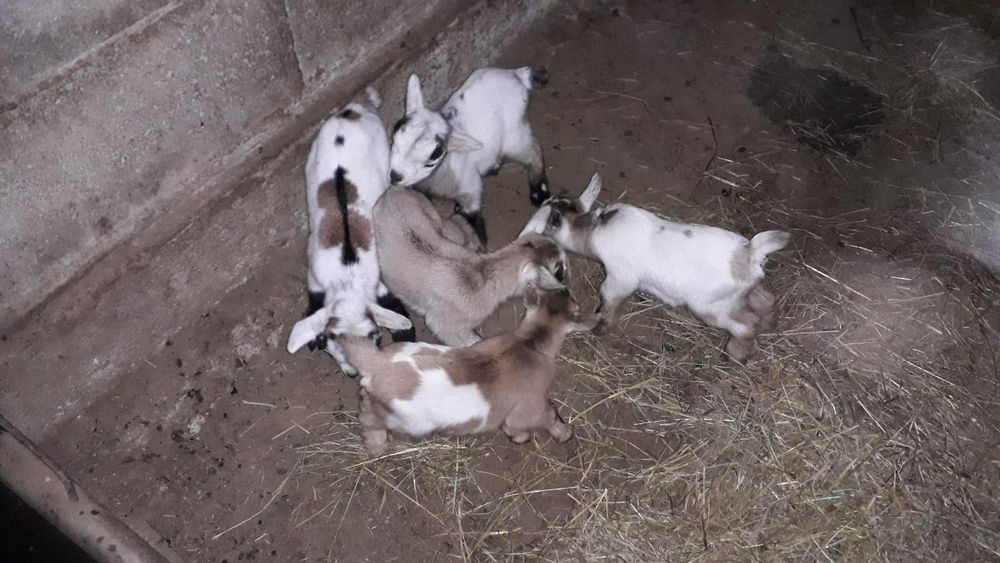 Cabras anãs para venda