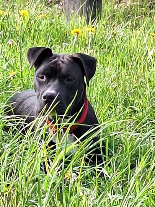 Amstaff do oddania za darmo