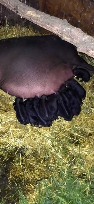 Поросята вьетнамские