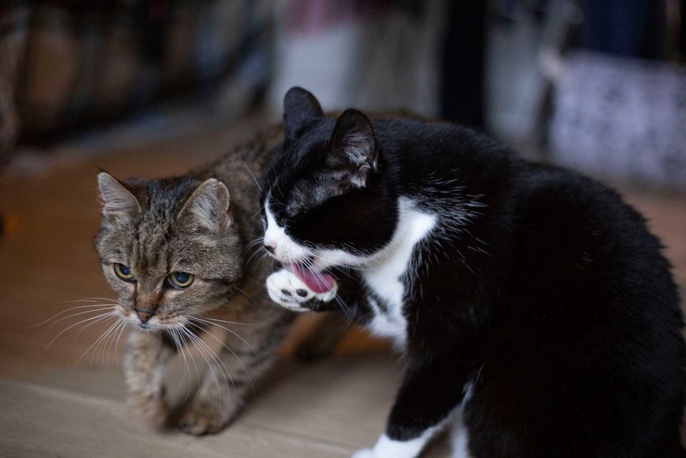 Mała Misia szuka wspólnego domu z Milusią! Fundacja "Stawiamy na Łapy"