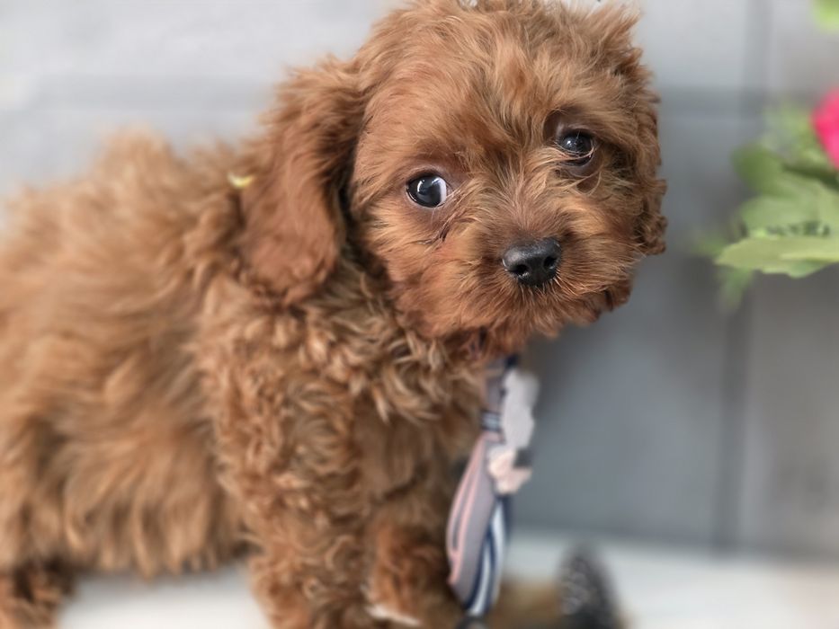 Cavapoo Samiec do odbioru badania genetyczne