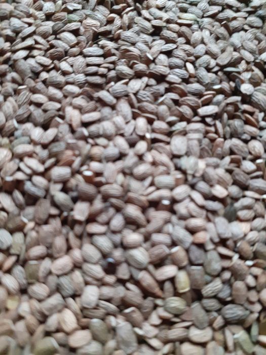 Seradela,seladera, saradela