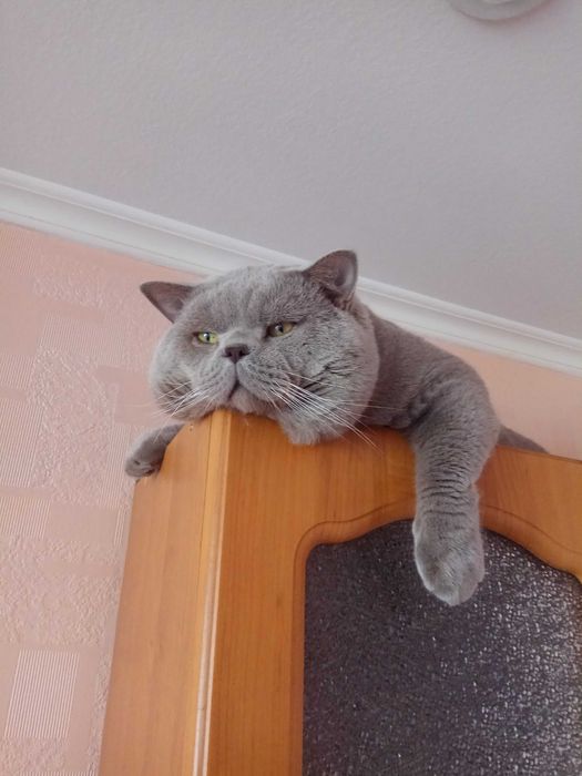 Британець в'язка