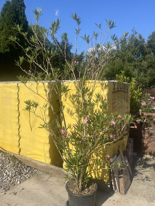 Kwiaty Oleander różowy w donicy