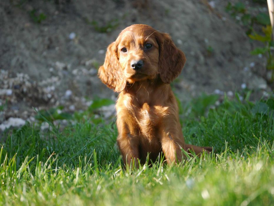 Cachorro de Setter Irlandês