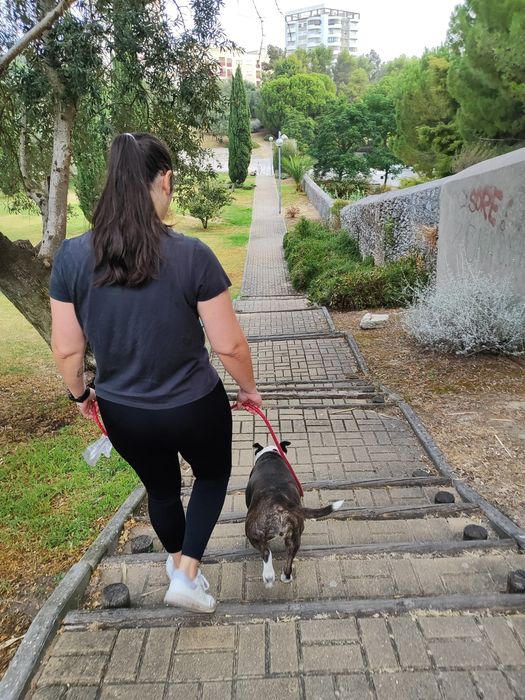 Passear cães / Dog walker