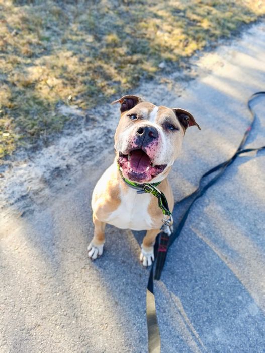 Oddam Amstaffa / Amstaff do adopcji/ Amstaff szuka domu