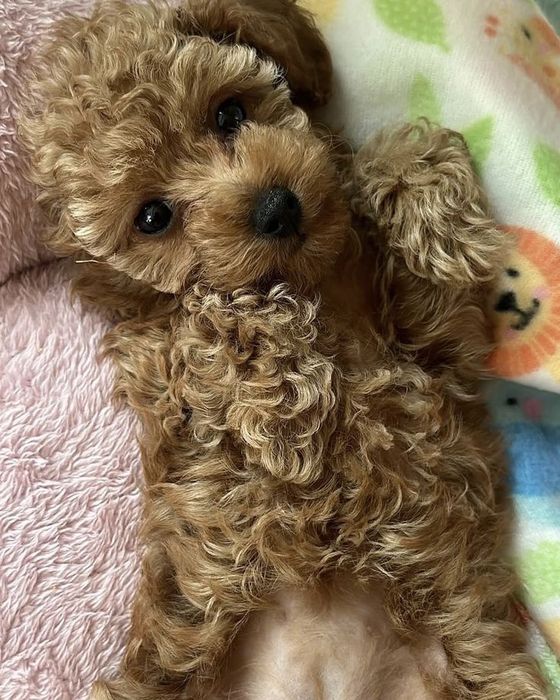 Грайливі та ніжні той-пуделі — забирайте щастя додому