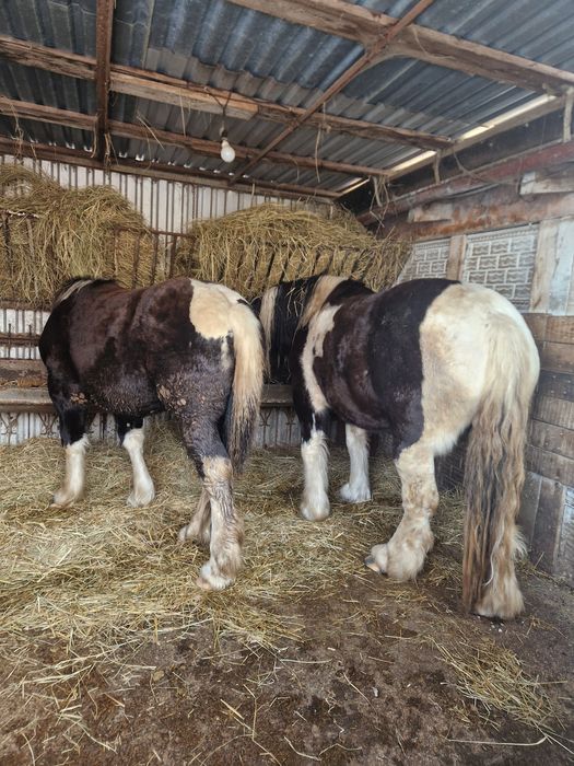 Sprzedam Klacze PKZ !