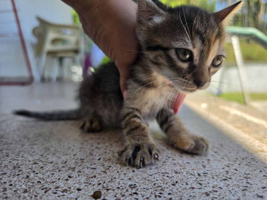 Gatinhos para adoção