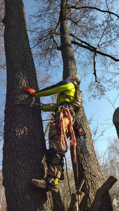 Професійний спил дерев. Кронування. Правильна обрізка дерев.